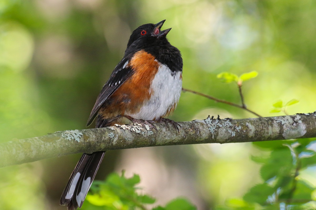 Spotted Towhee - ML620401756
