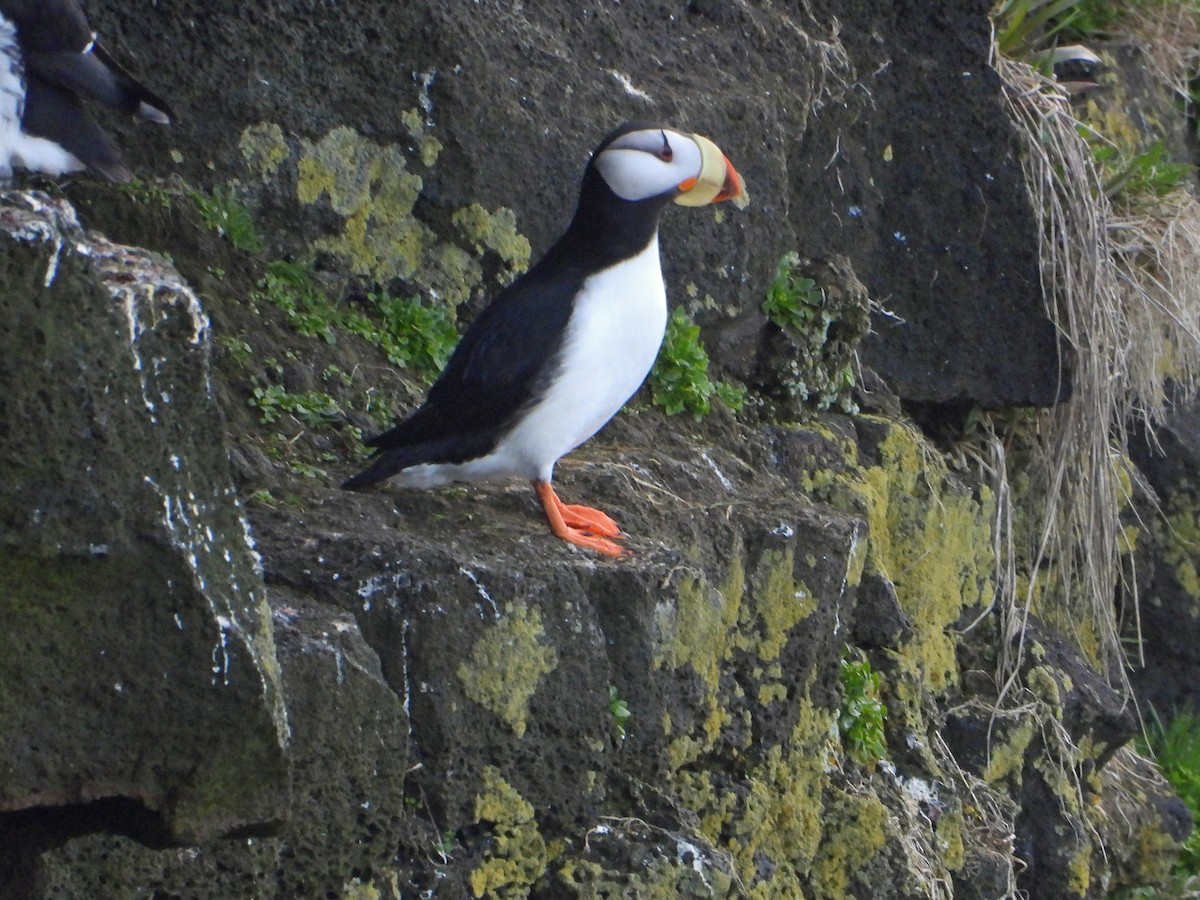 Horned Puffin - ML620401757