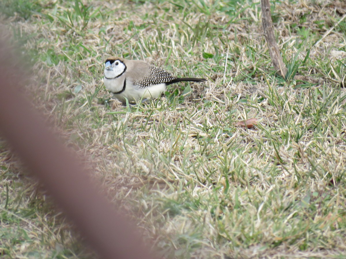 Double-barred Finch - ML620401778