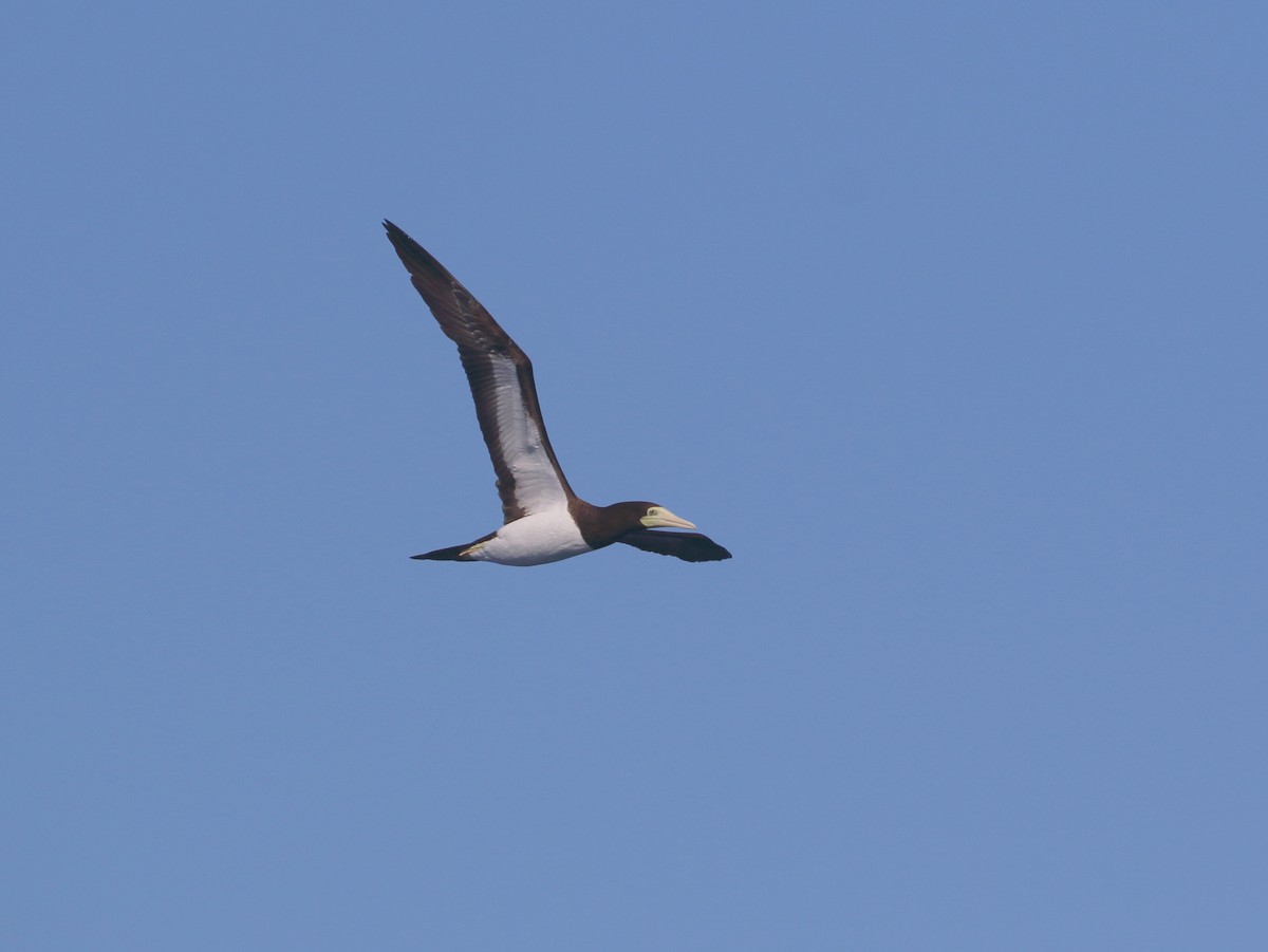 Brown Booby - ML620401788