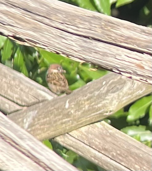 Eurasian Tree Sparrow - Anne Gaiennie