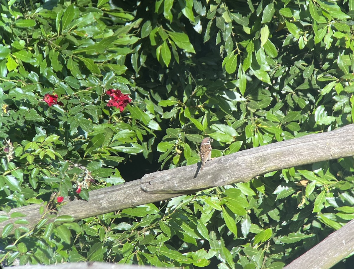 Eurasian Tree Sparrow - ML620401793
