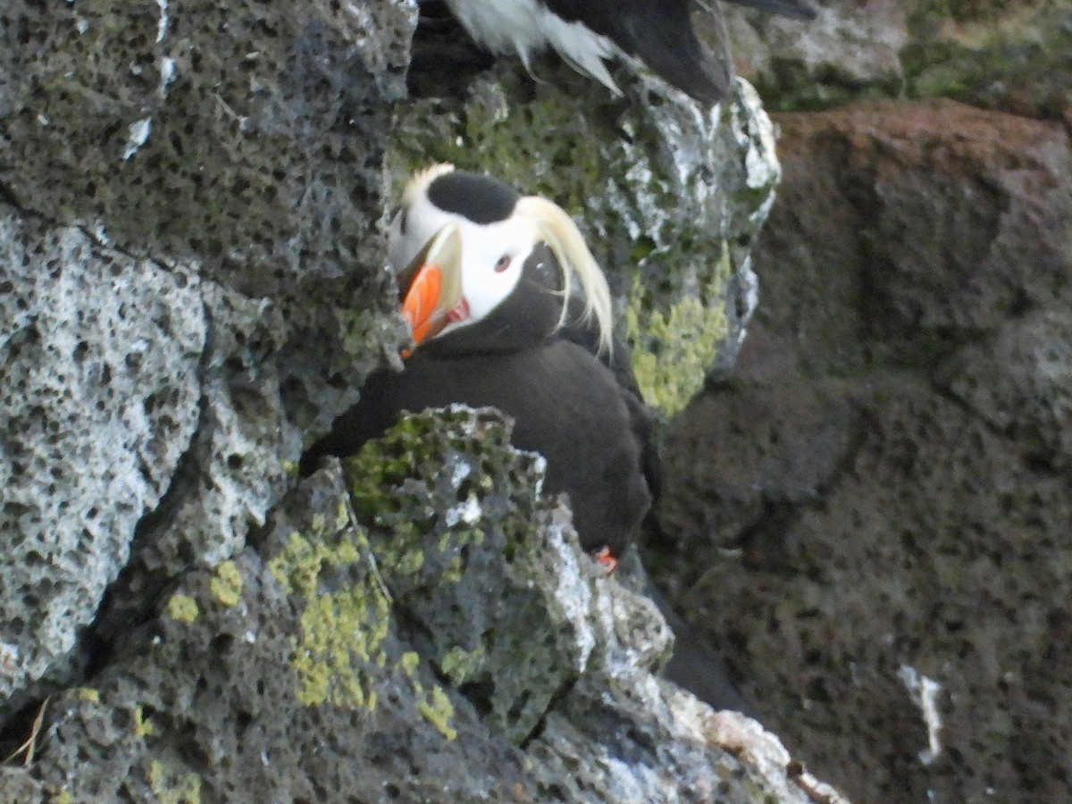 Tufted Puffin - ML620401796