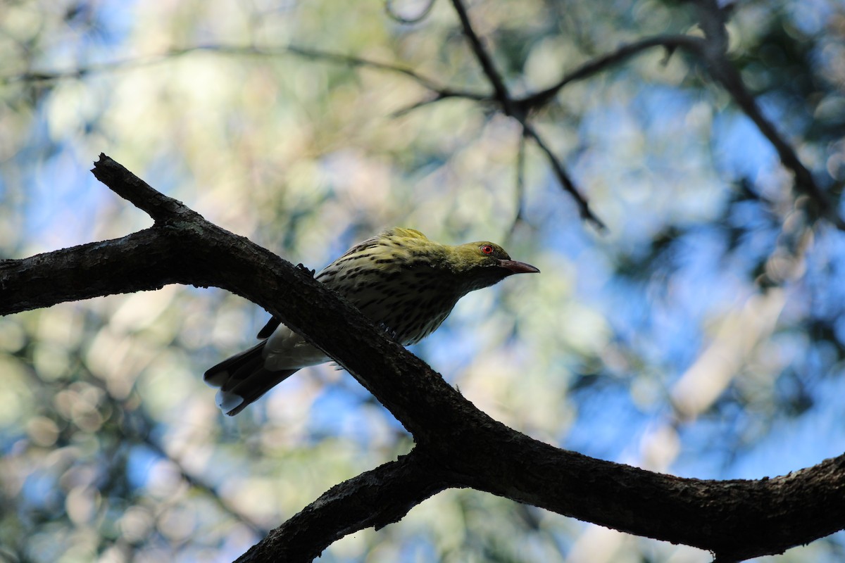 Olive-backed Oriole - ML620401797