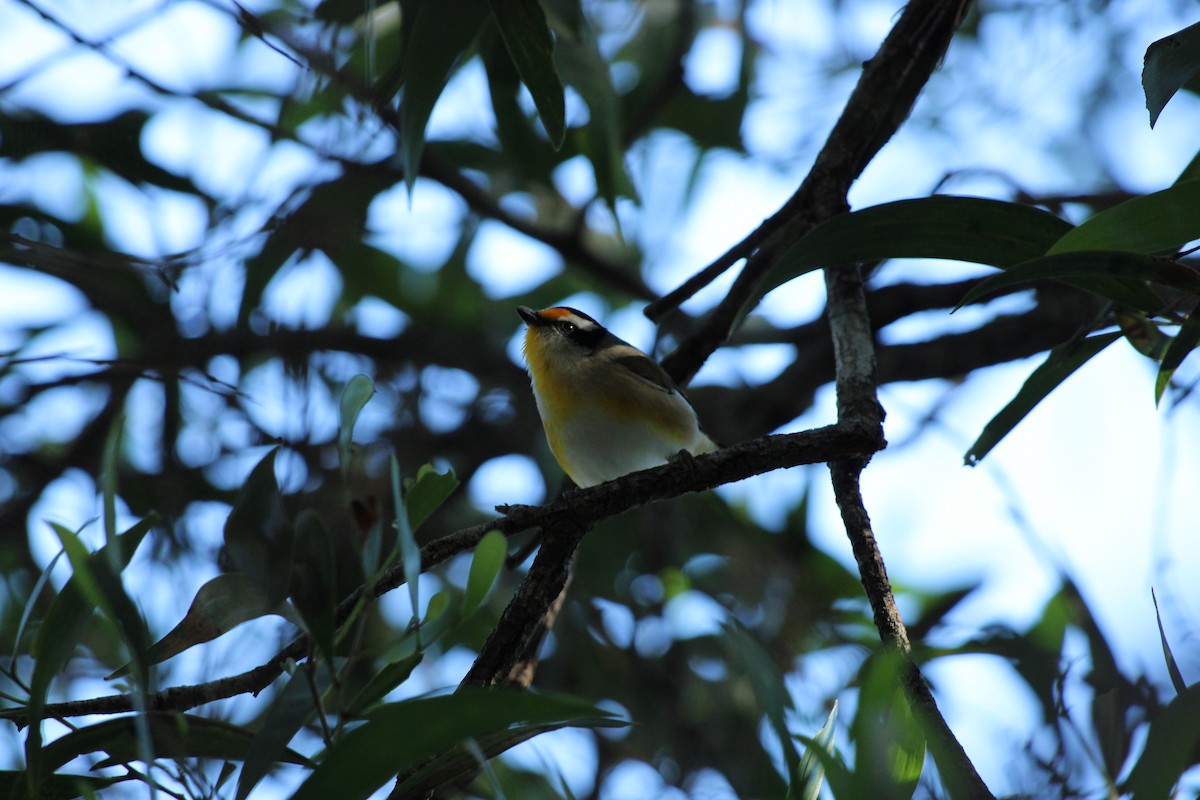 Streifenpanthervogel - ML620401798