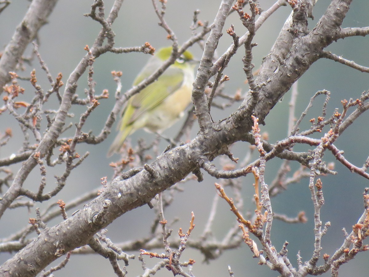 Graumantel-Brillenvogel - ML620401808