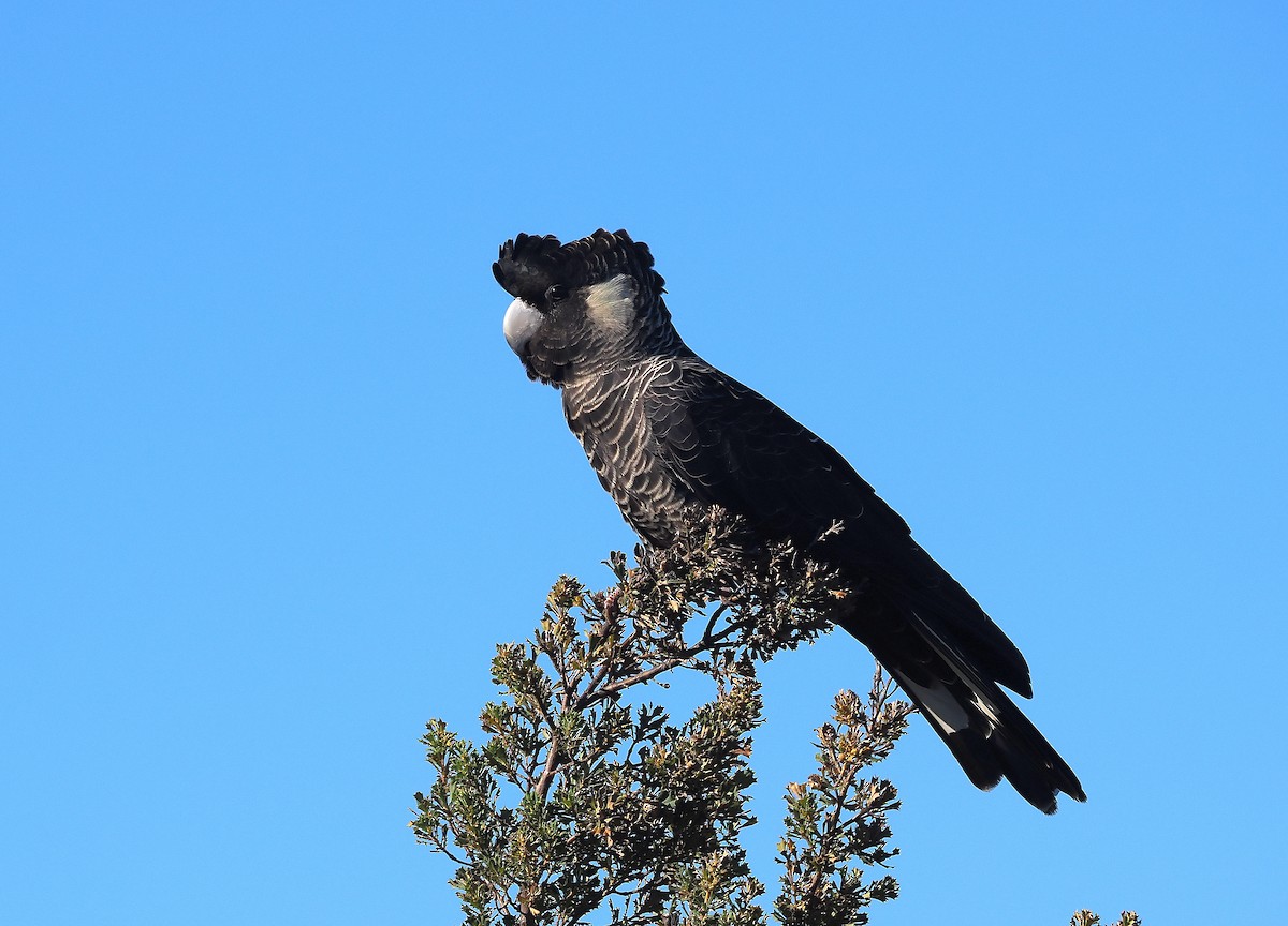 Carnaby's Black-Cockatoo - ML620401816