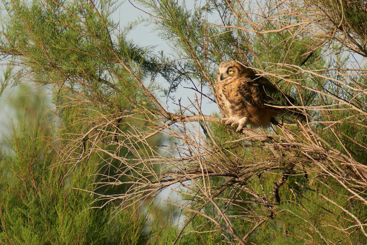 Great Horned Owl - ML620401822
