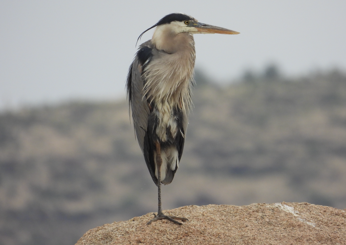 Great Blue Heron - ML620401824