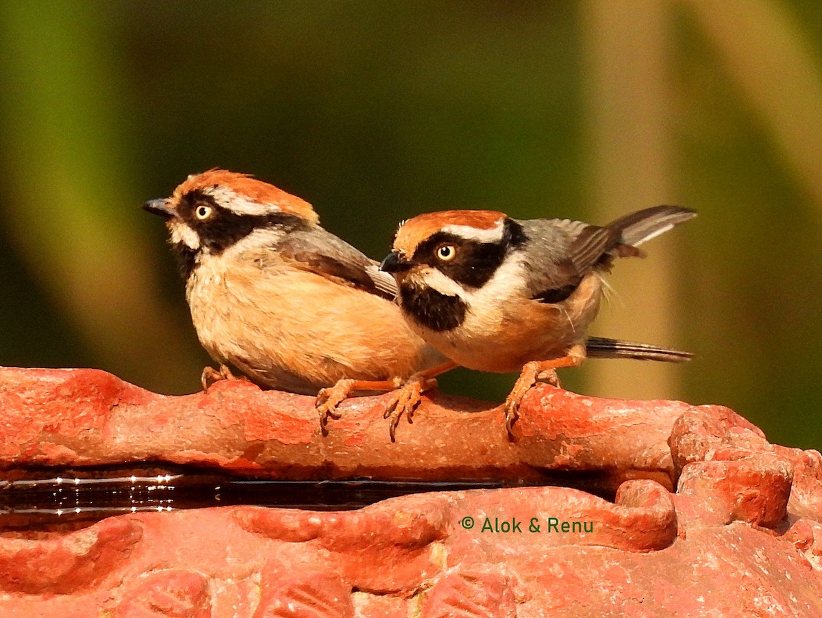 Black-throated Tit - ML620401825