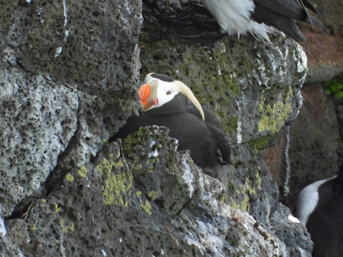 Tufted Puffin - ML620401827