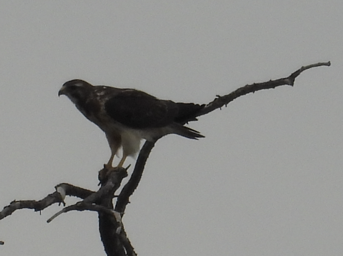 hawk sp. - ML620401829