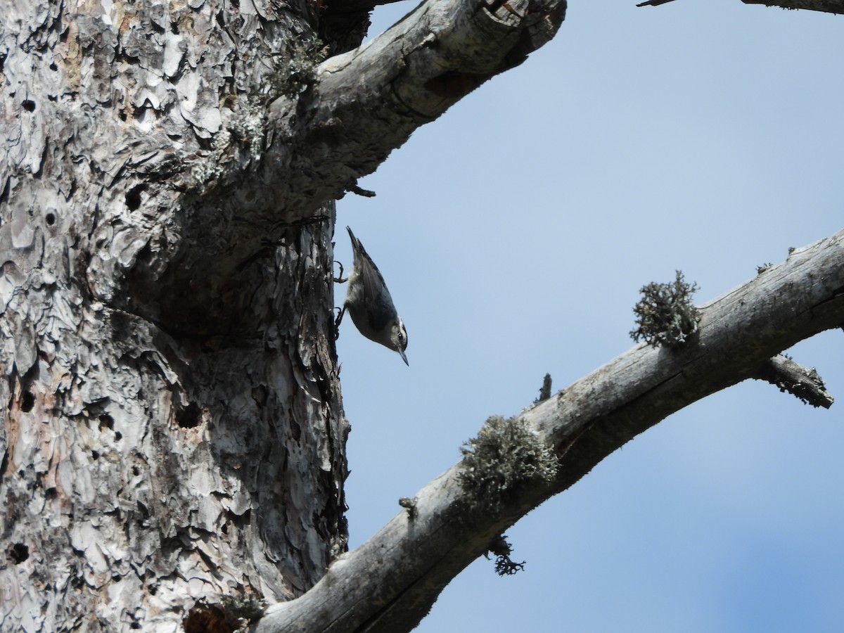 Corsican Nuthatch - ML620401830