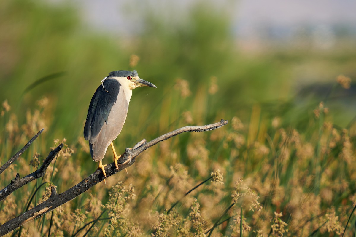 Black-crowned Night Heron - ML620401831