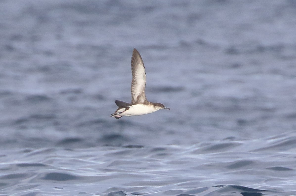 Fluttering Shearwater - ML620401834