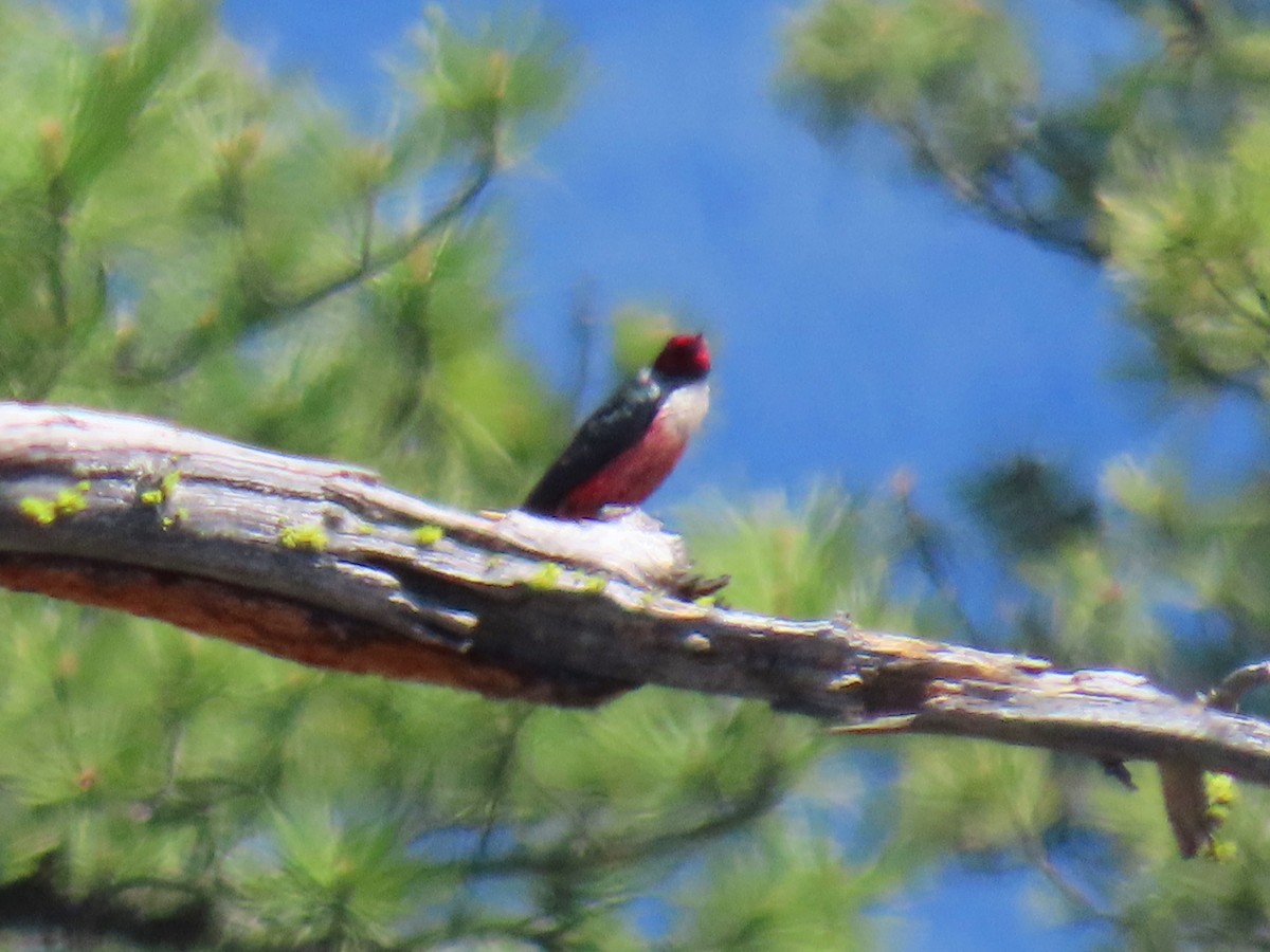 Lewis's Woodpecker - Vibeke Pedersen