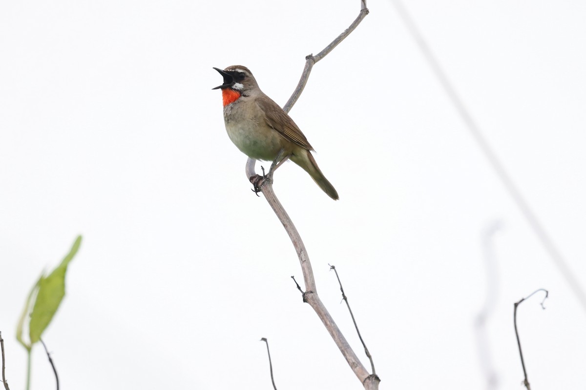 Siberian Rubythroat - ML620401844