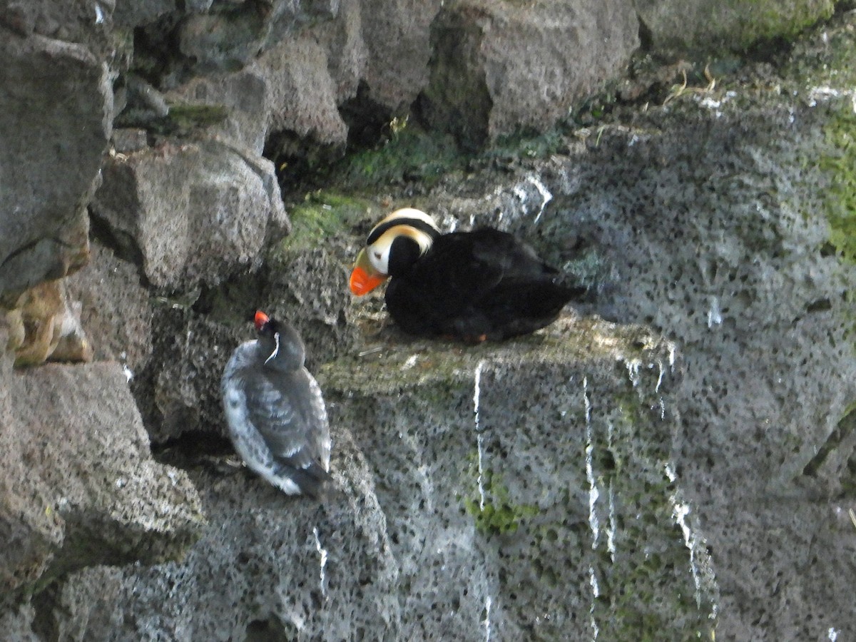 Tufted Puffin - ML620401845