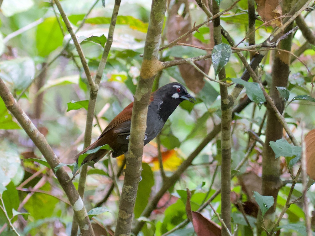 Black-throated Babbler - Geoff Lim