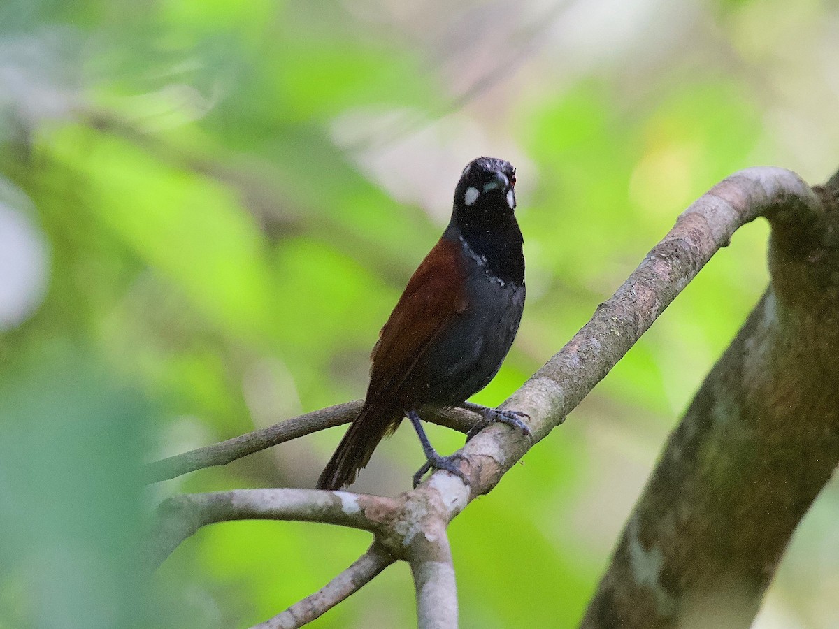 Black-throated Babbler - Anonymous
