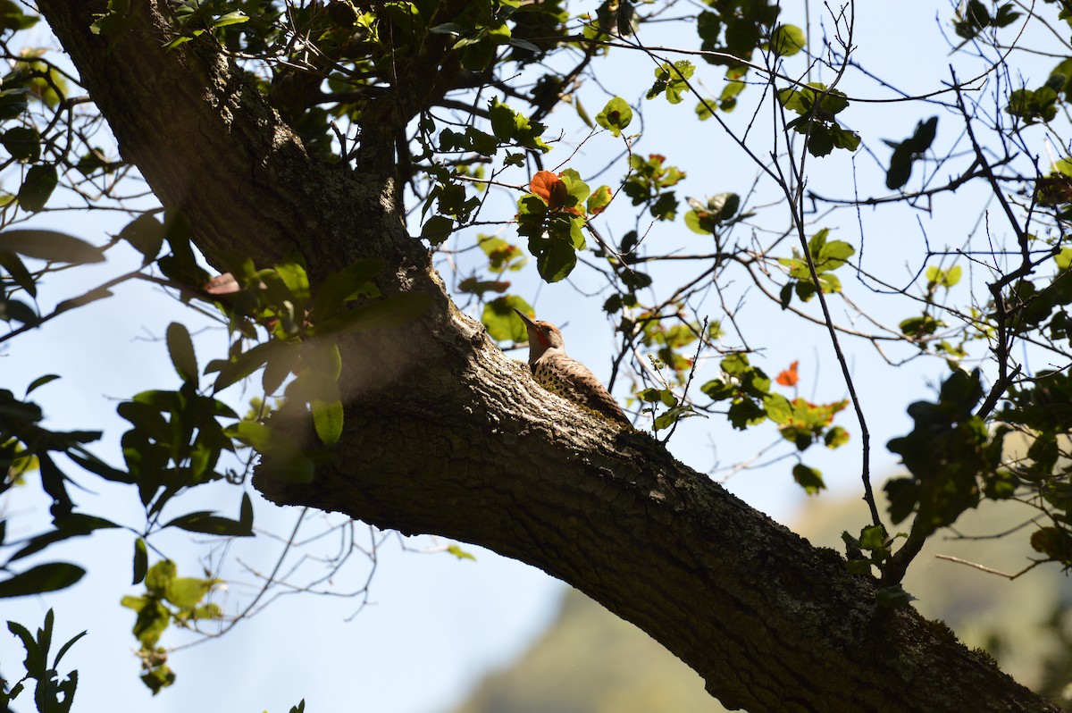 Northern Flicker - ML620401860