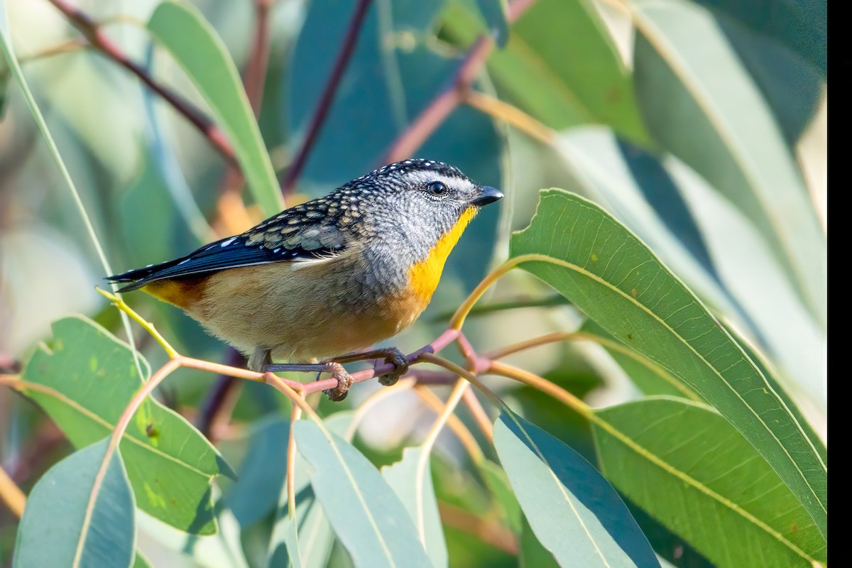Spotted Pardalote - ML620401863