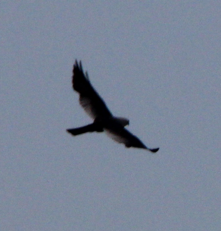 Mississippi Kite - Sheila Yoder