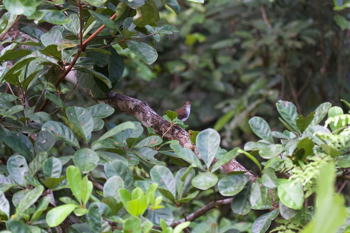 White-chested Babbler - ML620401872