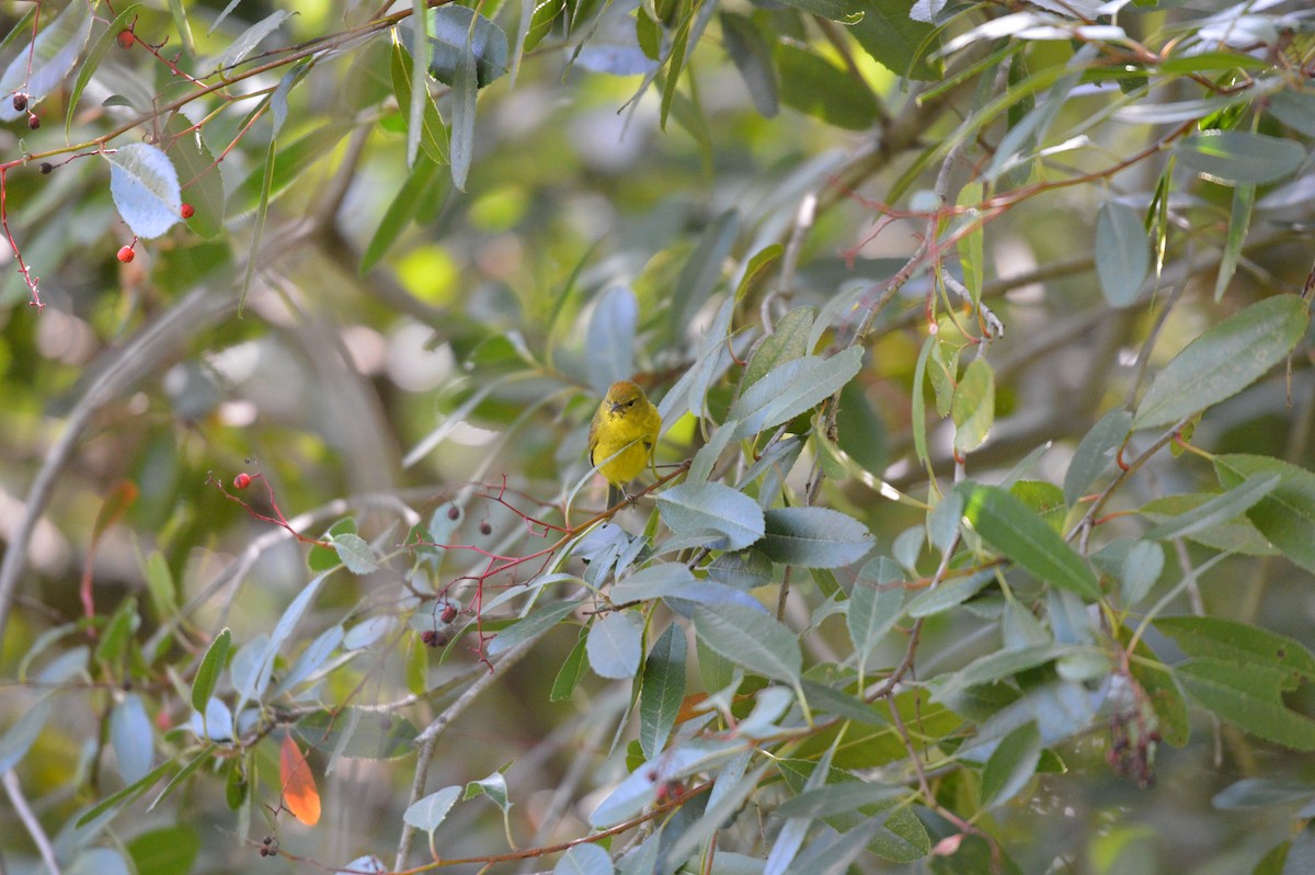 Yellow Warbler - ML620401877