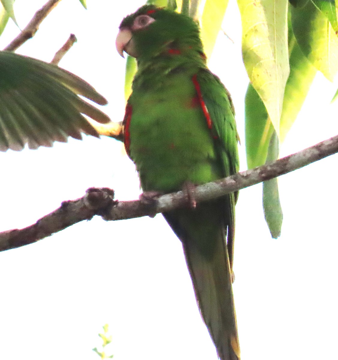 Küba Papağanı - ML620401882