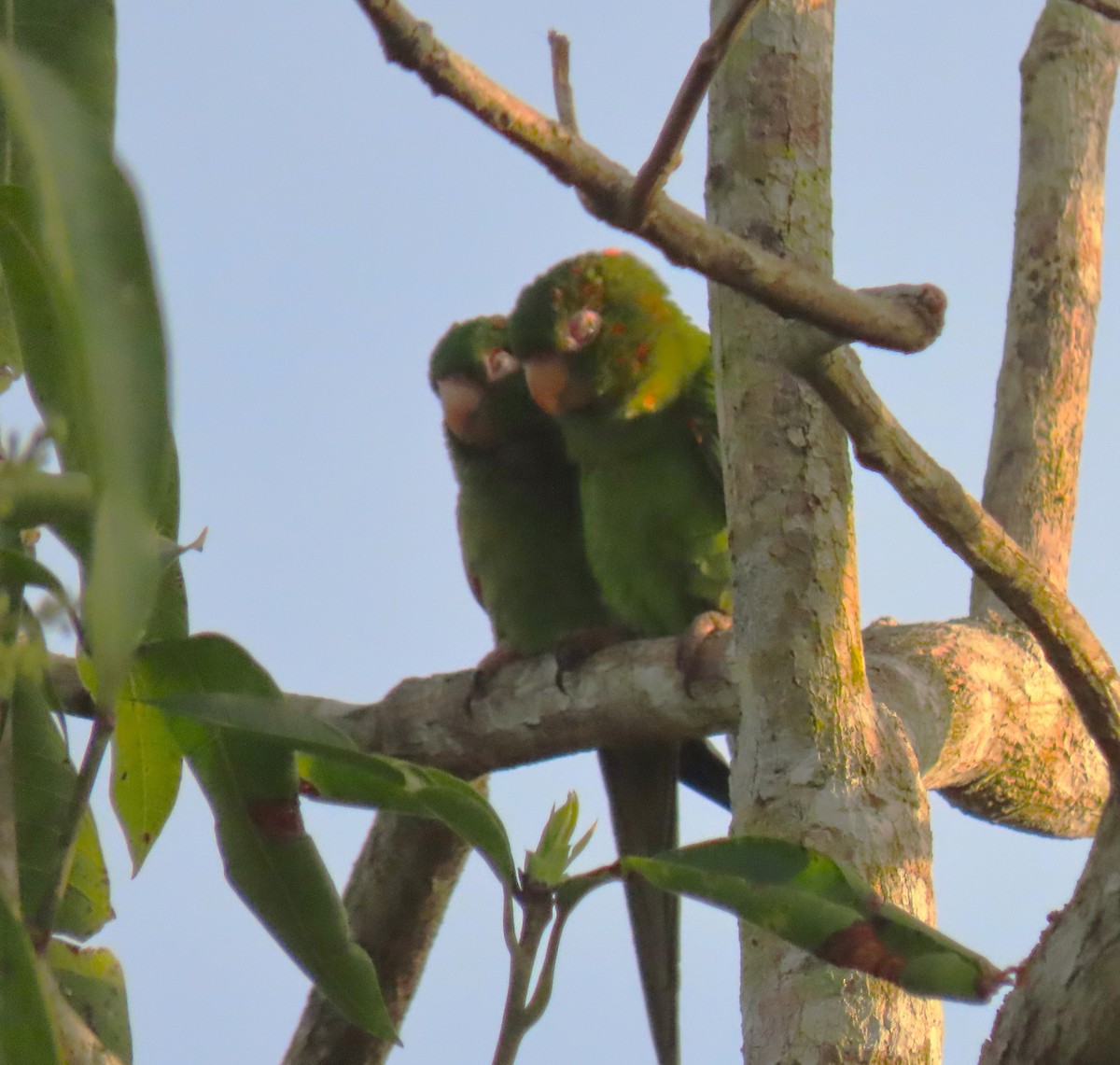 Cuban Parakeet - ML620401888