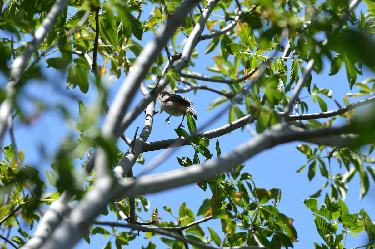 Oak Titmouse - ML620401896