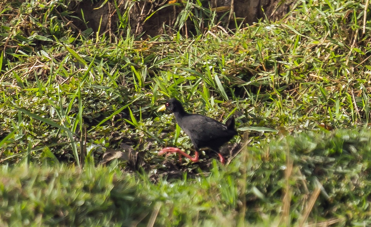 Polluela Negra Africana - ML620401915