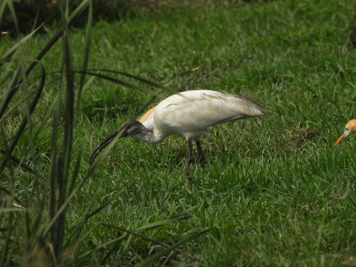 ibis černohlavý - ML620401922