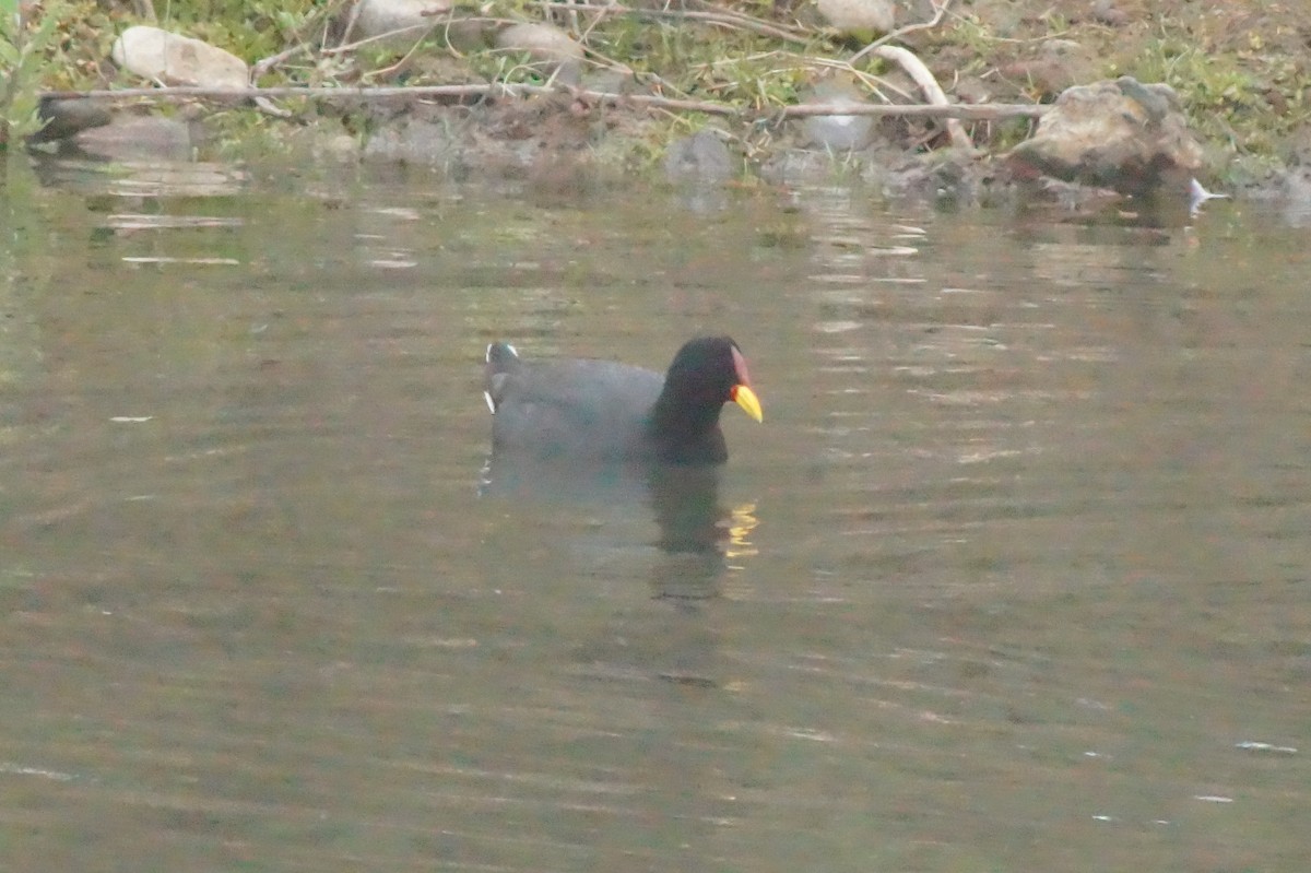Red-fronted Coot - ML620401923