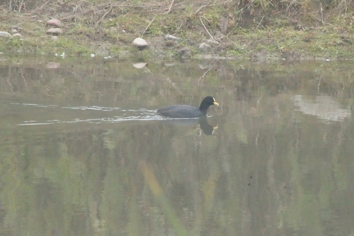 Red-fronted Coot - ML620401924