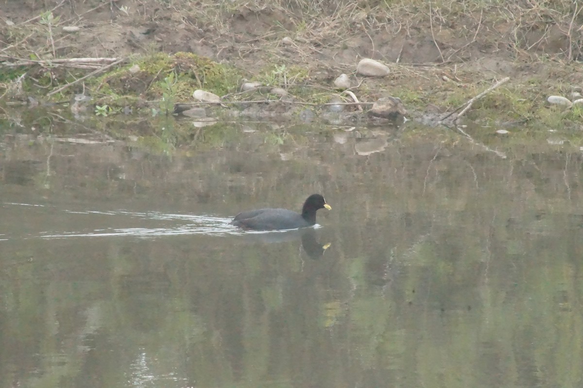 Red-fronted Coot - ML620401925