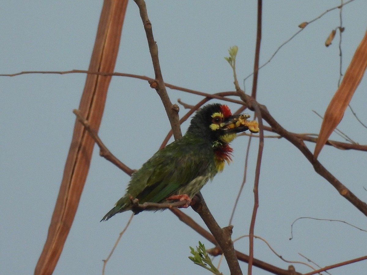 Coppersmith Barbet - ML620401929