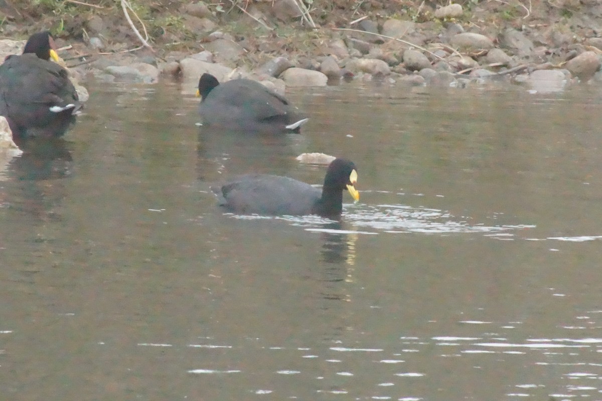 Red-gartered Coot - ML620401936