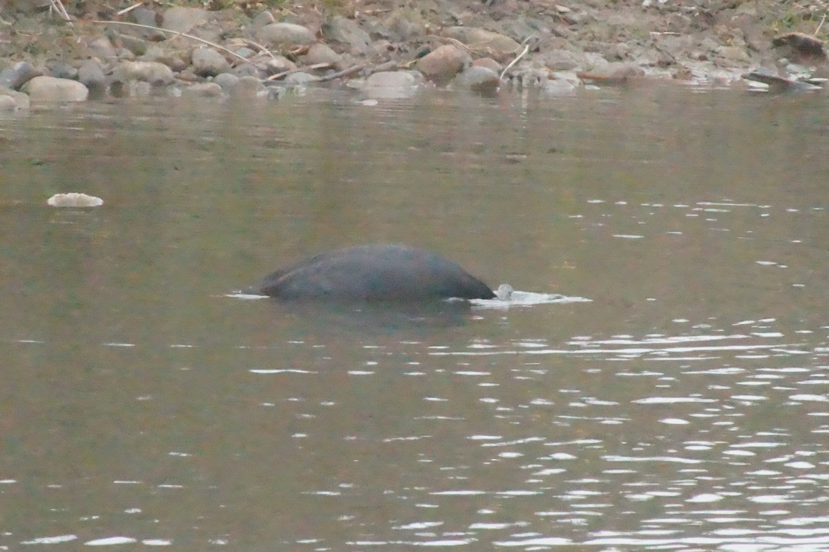 Red-gartered Coot - ML620401937