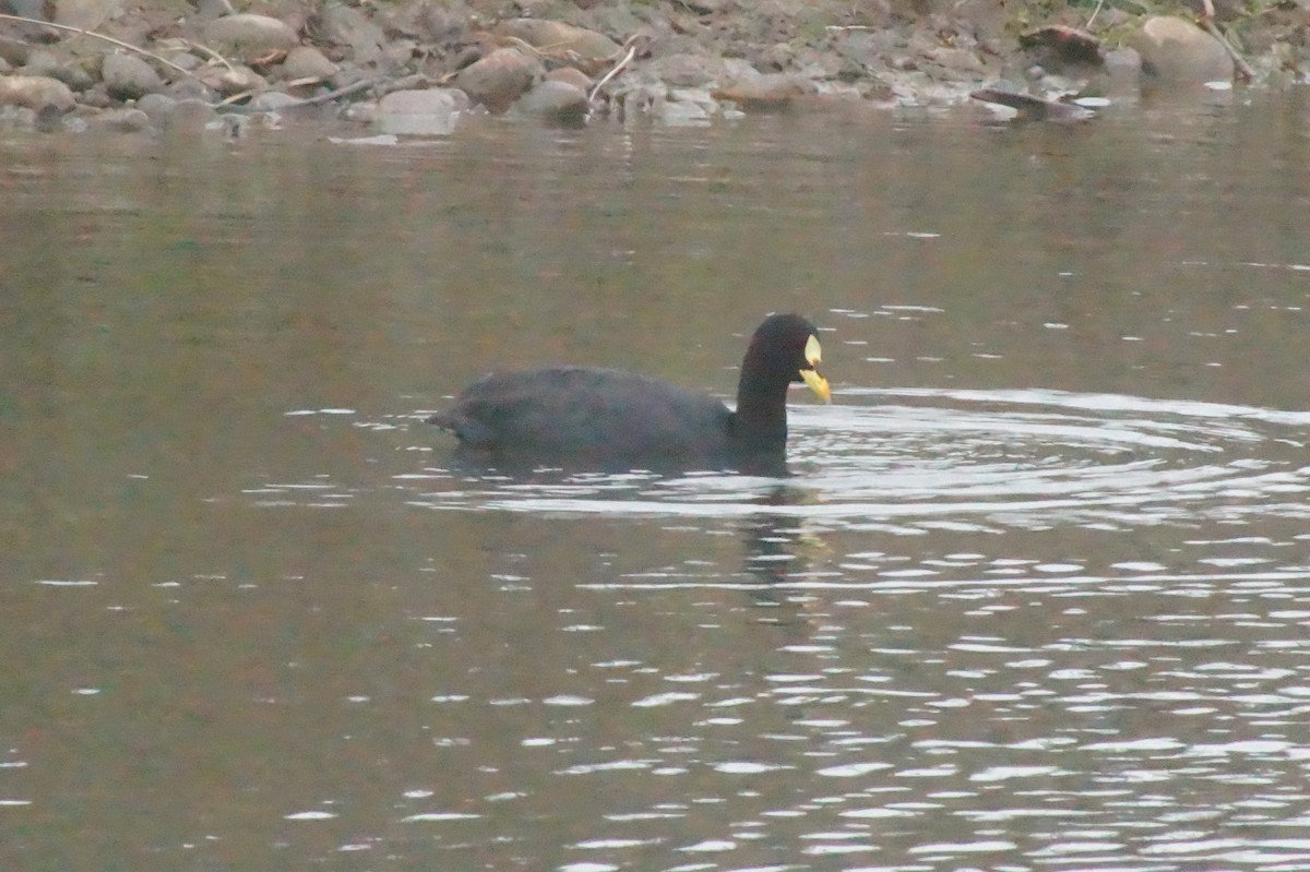 Red-gartered Coot - ML620401938