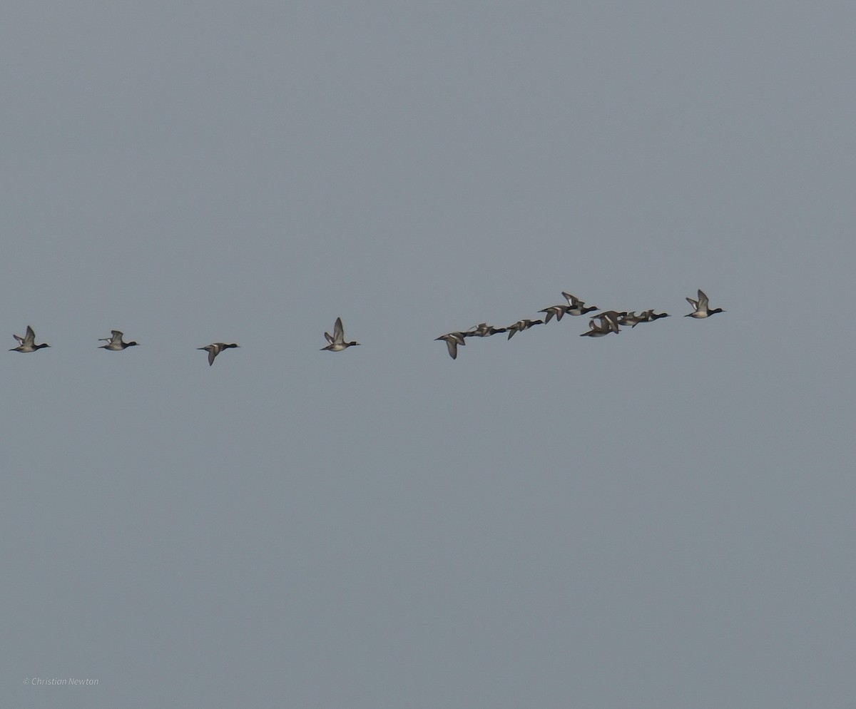 Lesser Scaup - ML620401943