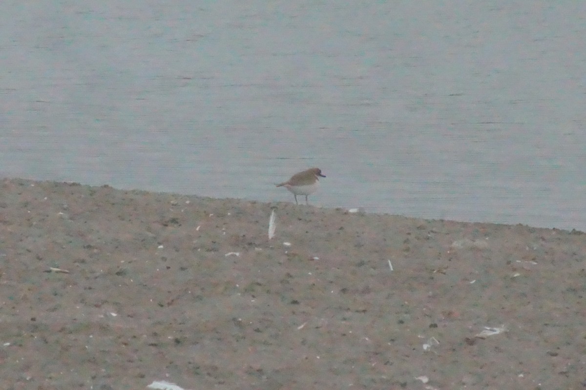 Collared Plover - ML620401969