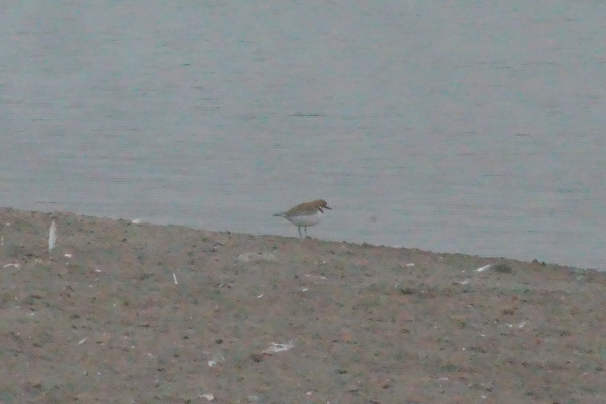 Collared Plover - ML620401970