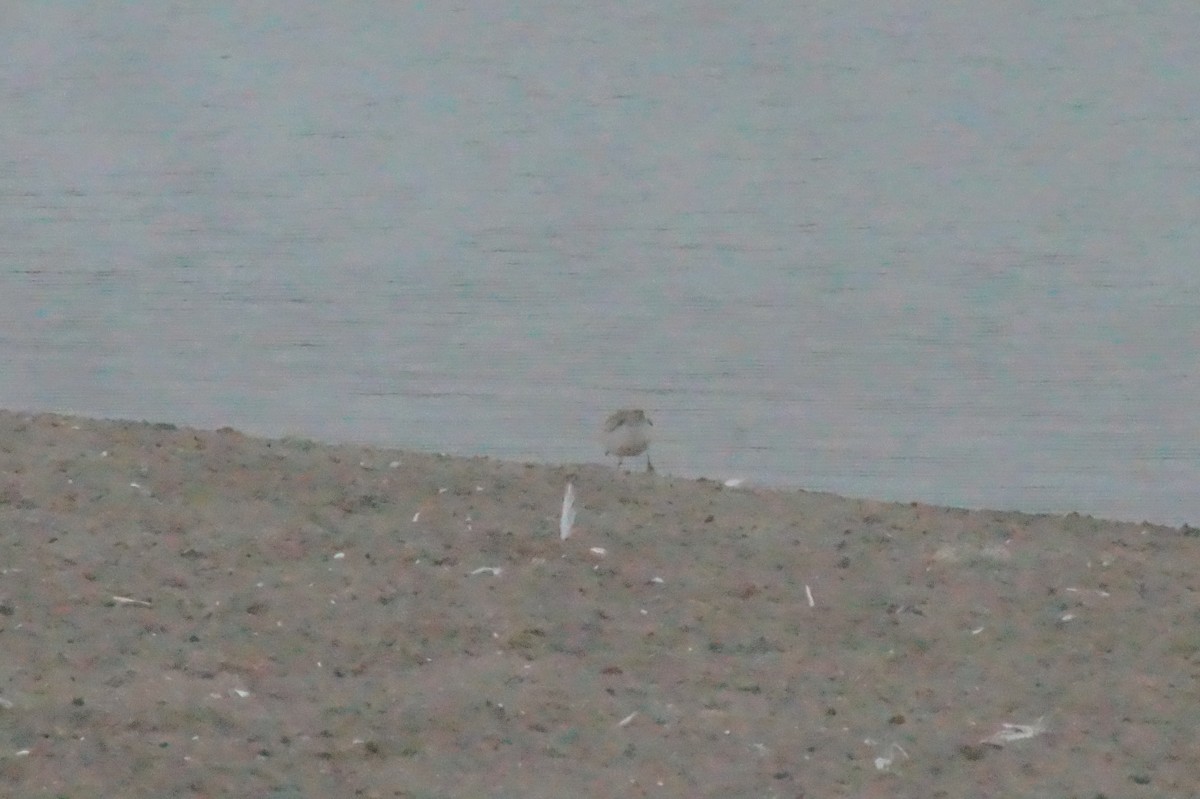 Collared Plover - Rodrigo Jorquera Gonzalez