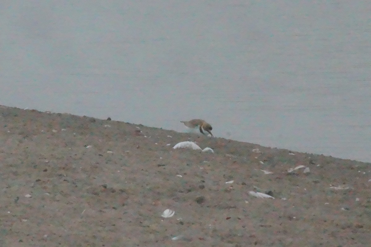 Collared Plover - ML620401973