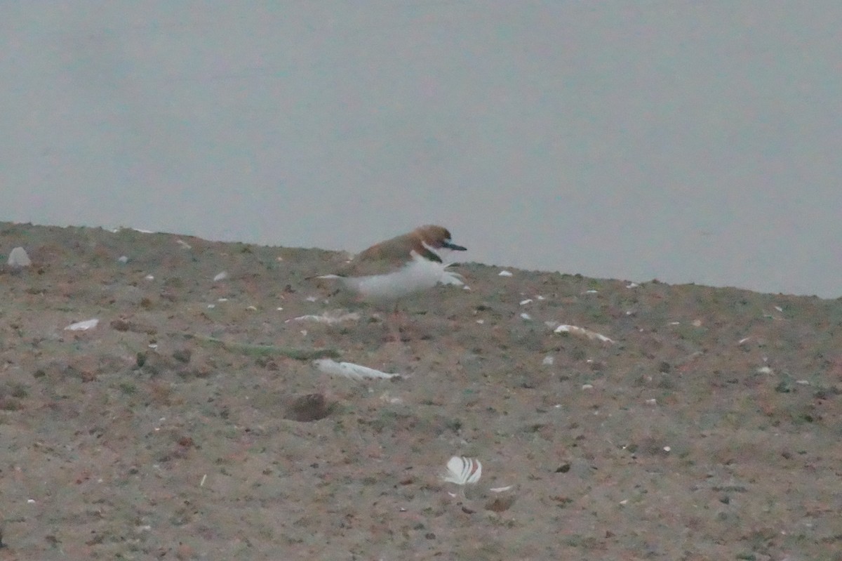 Collared Plover - ML620401975