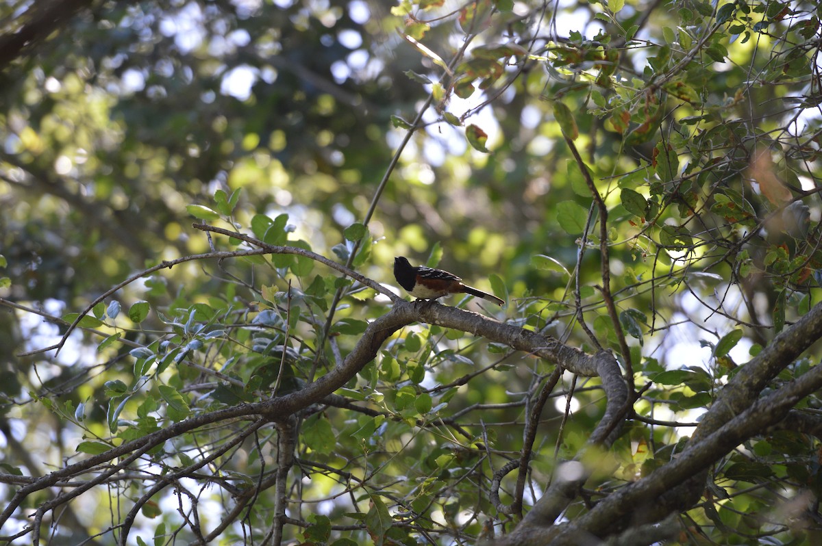 Spotted Towhee - ML620401976