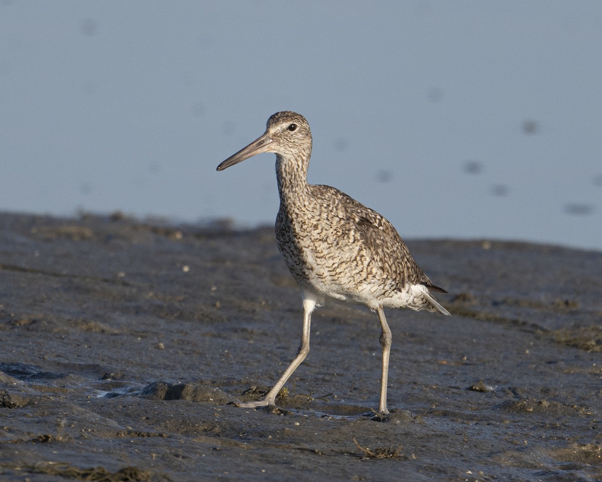 Willet - ML620401978