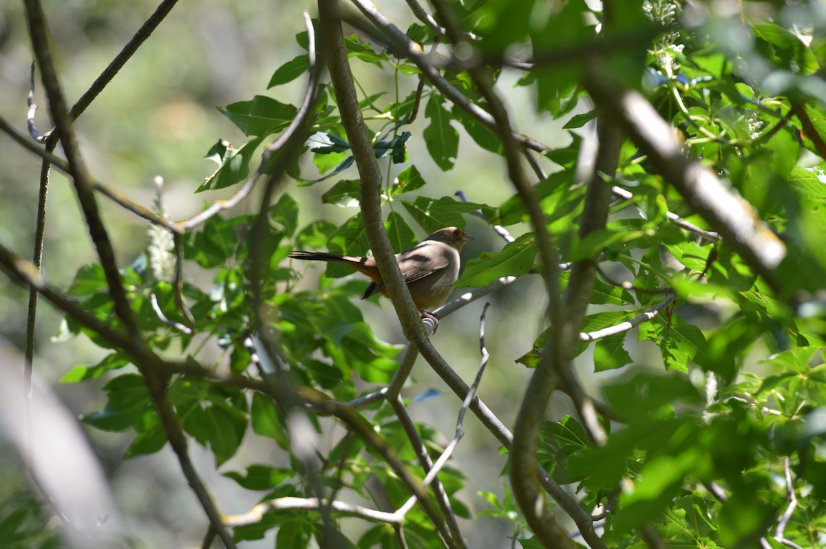 California Towhee - ML620401983